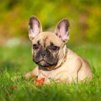 Bouledogue Français fauve couché sur l'herbe