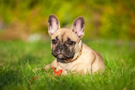 Bouledogue francais fauve couche sur l herbe