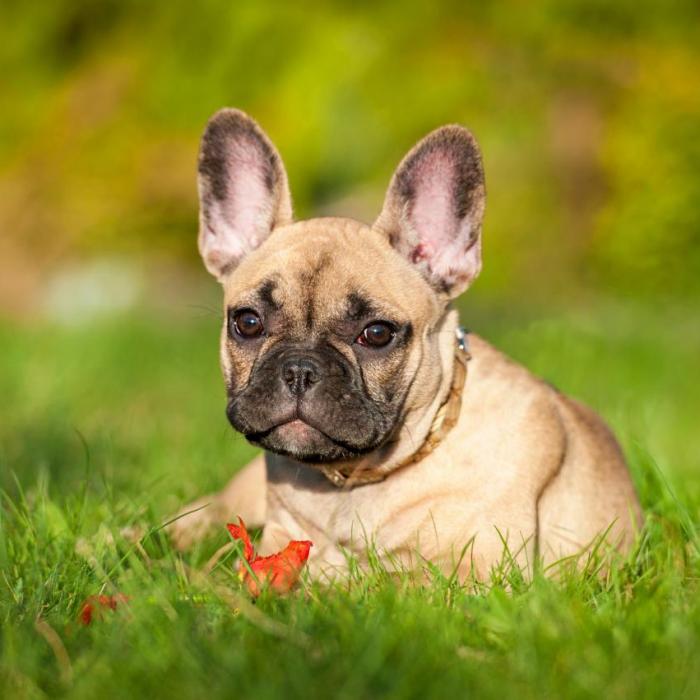 Tout Savoir Sur Le Bouledogue Francais