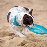 Bouledogue Français avec un frisbee sur la plage