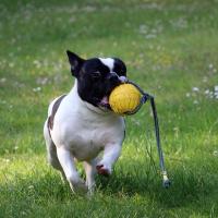 Bouledogue Français avec un jouet