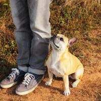 Bouledogue Français avec son maitre