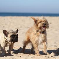 Bouledogue Français à la plage