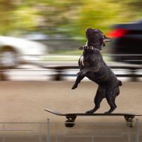 Bouledogue Français sur un skateboard