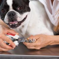 Bouledogue Français qui se fait couper les griffes