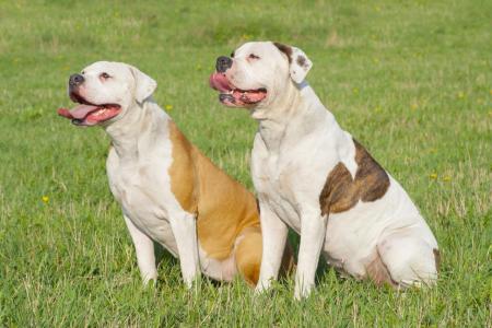 Bouledogues americains qui tirent la langue