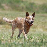 Bouvier Australien rouge truité dans la nature