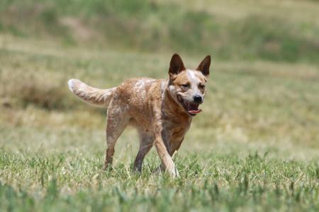 Bouvier australien rouge truite dans la nature