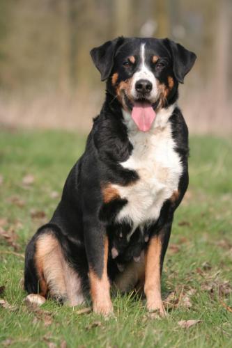 Bouvier de l appenzell assis en foret