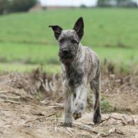 Bouvier des Ardennes gris qui marche dans la nature