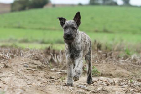 Bouvier des ardennes gris qui marche dans la nature