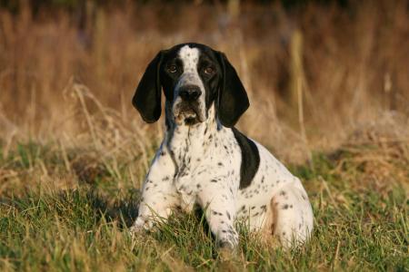 Braque d auvergne couche dans l herbe