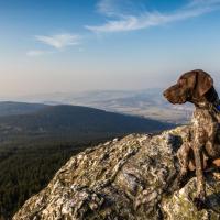 Braque français assis en haut d'une montagne