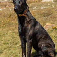 Bucky magnifique Berger Hollandais de 2 ans et demi