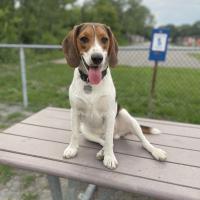 Buddy, 10 mois. Le Beagle de Josée