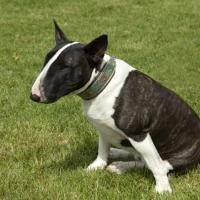 Bull Terrier noir et blanc assis dans l'herbe