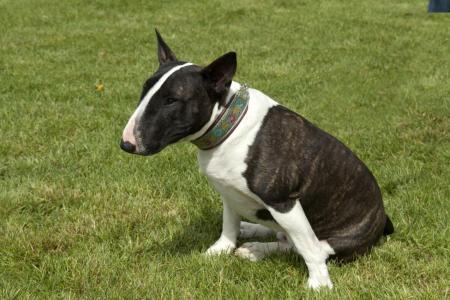 Bull terrier noir et blanc assis dans l herbe