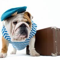 Bulldog Anglais qui part en vacances