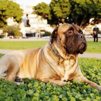 Bullmastiff couché dans un parc