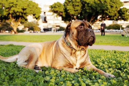 Bullmastiff couche dans un parc