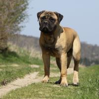 Bullmastiff debout