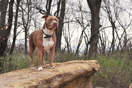 Bully americain sur un rocher