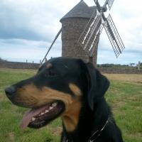 Buzz, le chien Beauceron croisé de Léo