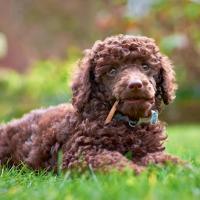 Caniche marron couché sur l'herbe