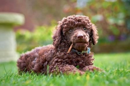 Caniche marron couche sur l herbe