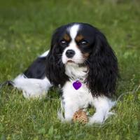 Cavalier King Charles allongé sur l'herbe