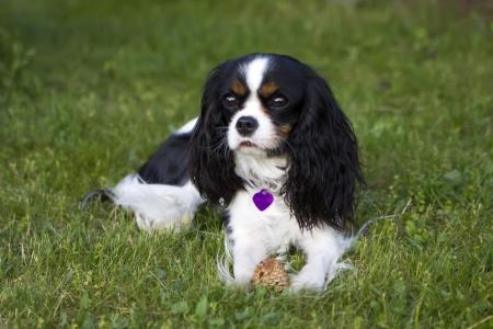 Cavalier king charles allonge sur l herbe