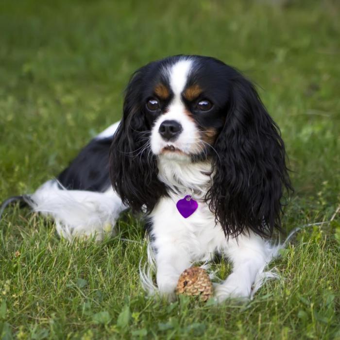 Tout Savoir Sur Le Cavalier King Charles