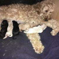 Charlotte la superbe Goldendoodle de Guylaine