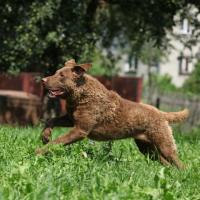 Le Chesapeake Bay Retriever