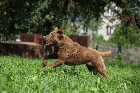 Chesapeake bay retriever qui court