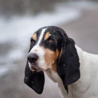 Chien Ariégeois à la neige