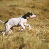 Chien Ariégeois en pleine action de chasse