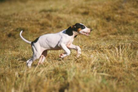 Chien ariegeois en pleine action de chasse