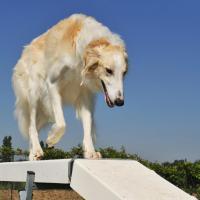 Chien Barzoï qui fait de l'agility