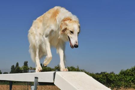 Chien barzoi qui fait de l agility