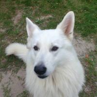 Chien Berger Blanc suisse de Laurent