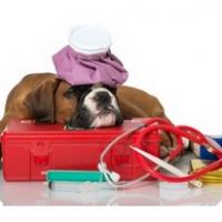 Chien Boxer avec sa trousse à médicaments