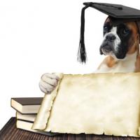 Chien Boxer avec son diplôme