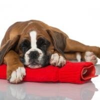 Chien boxer avec une bouillotte rouge