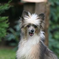 Chien Chinois à crête à poils longs