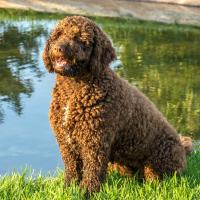 Chien d'eau espagnol assis