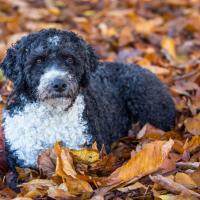 Chien d'eau espagnol couché sur des feuilles