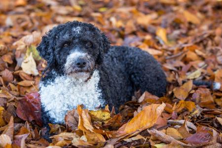 Chien d eau espagnol couche sur des feuilles