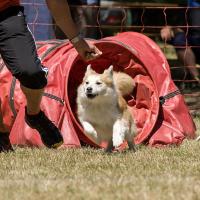 Chien de Berger Islandais en plein cours d'agility