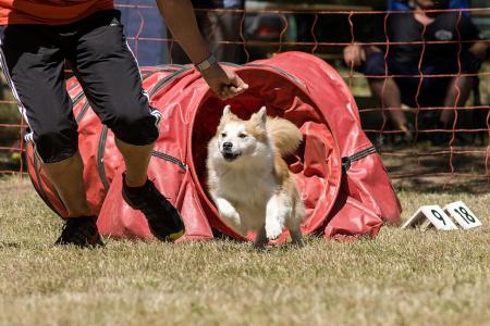 Chien de berger islandais en plein cours d agility